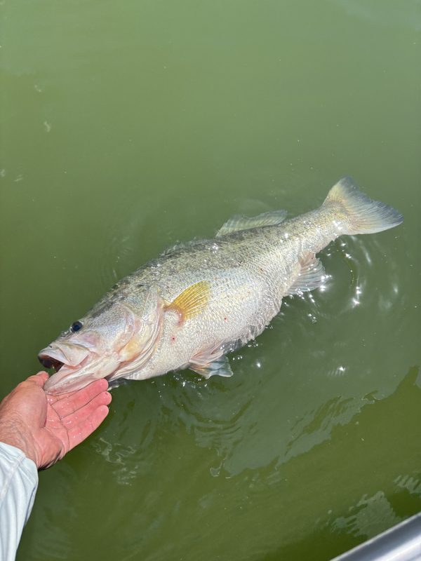 Largemouth bass being released back into green lake water from an angler's hand