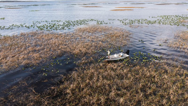 Bass boat working a reed line on Lake Kissimmee seen from the air